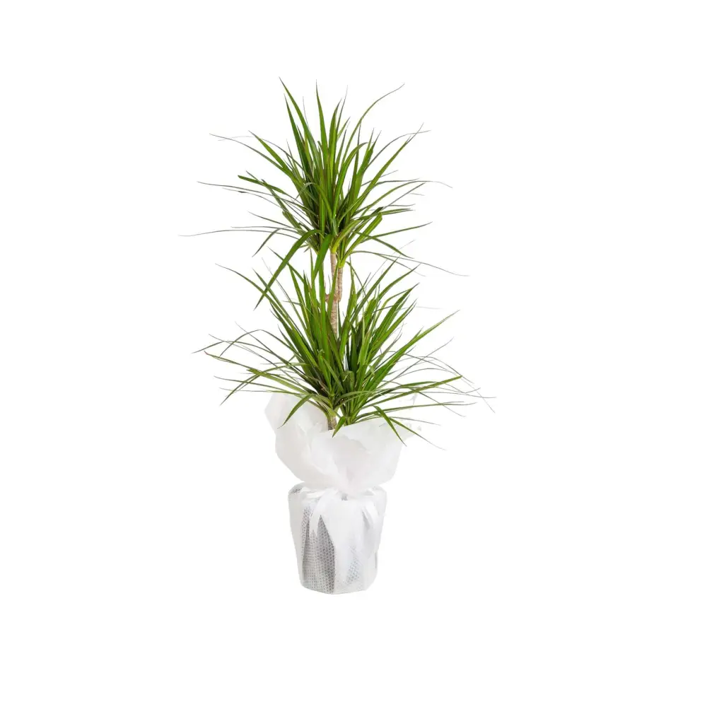 2’li Dracena Marginata - Çiçek