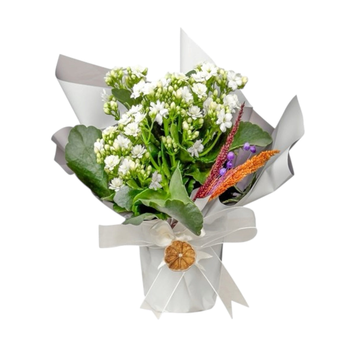 Beyaz Kalanchoe