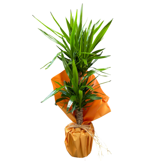2’li Yucca Saksı Çiçeği