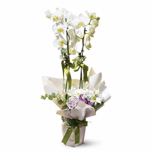 Çift Dal Beyaz Orkide Aranjmanı - Balıkesir Açelya Çiçekçilik