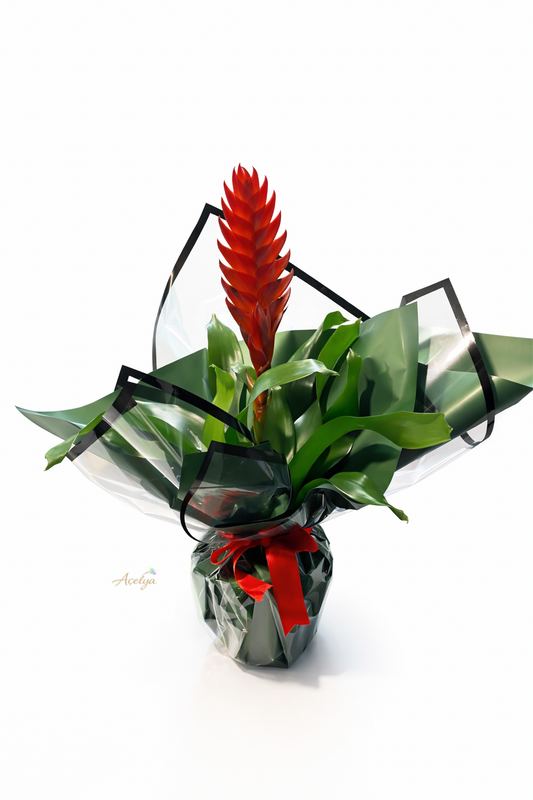 Vrezya Saksı Çiçeği