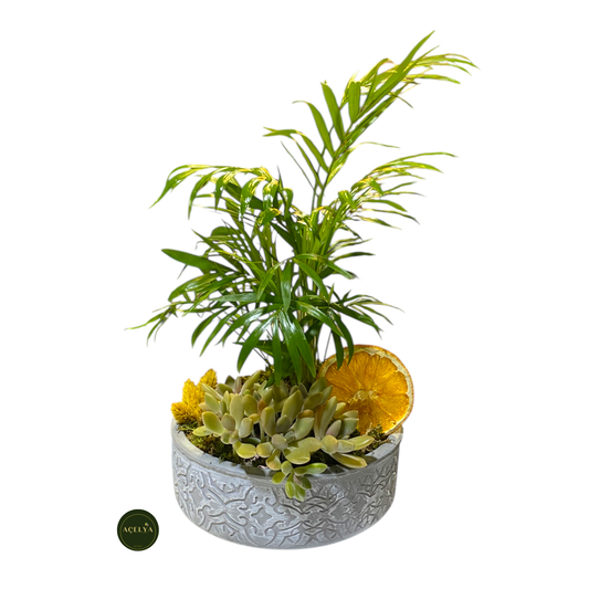 Chamadore ve Kaktüs Aranjmanı