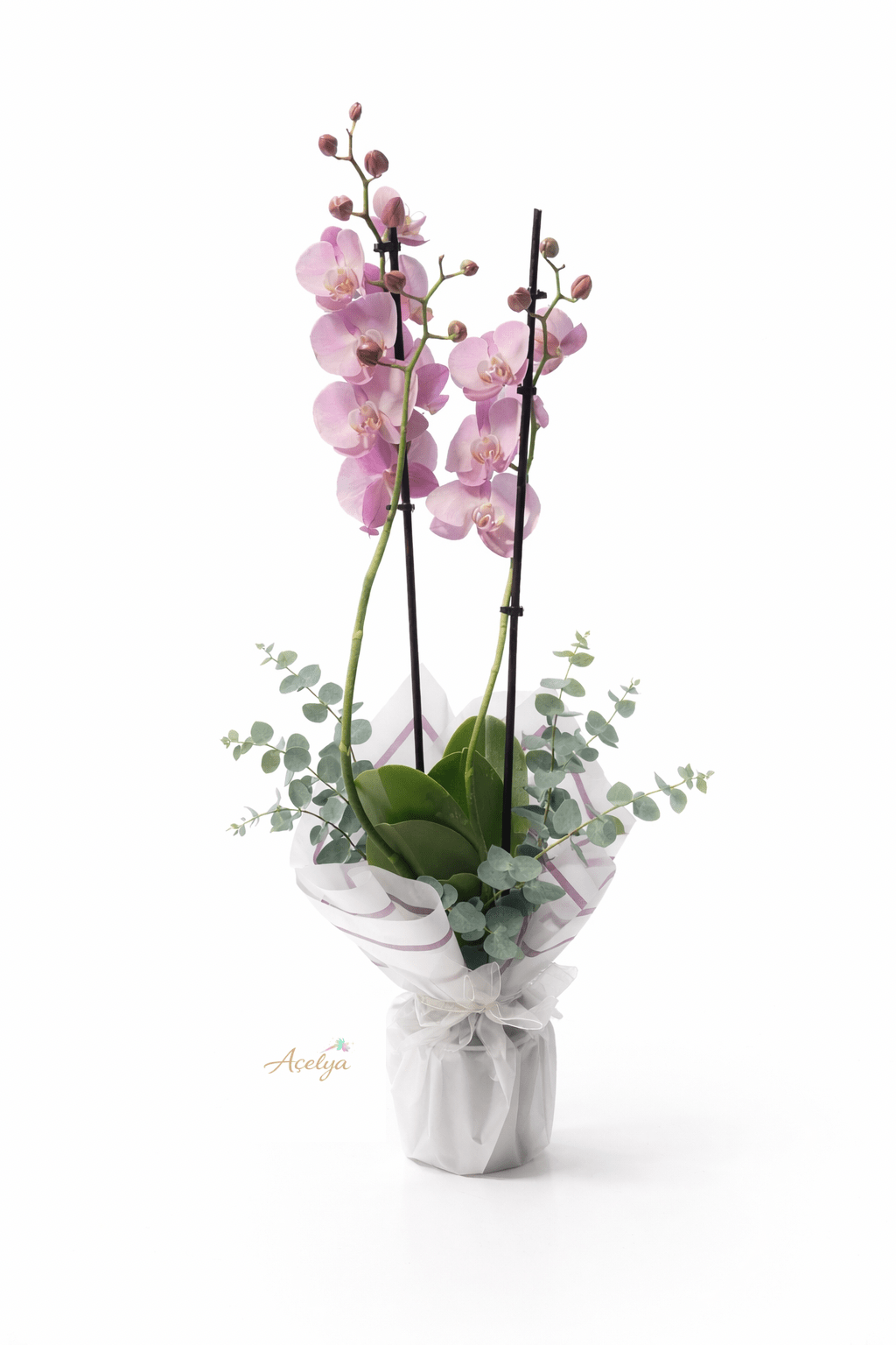 Sevgililer Gününe Özel ithal Çift Dal Pembe Orkide - Balıkesir Açelya Çiçekçilik