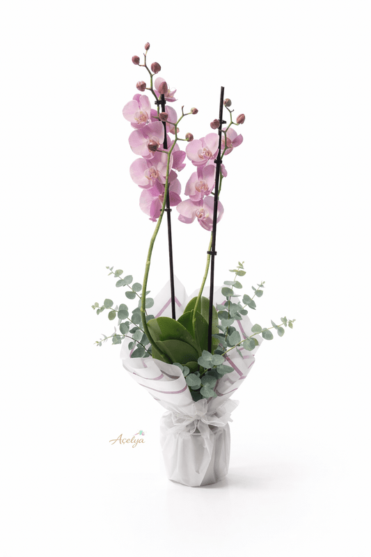 Sevgililer Gününe Özel ithal Çift Dal Pembe Orkide - Balıkesir Açelya Çiçekçilik