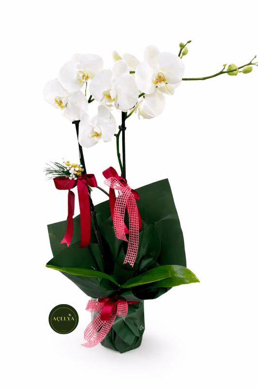 Çift Dal Beyaz Orkide - Balıkesir Açelya Çiçekçilik
