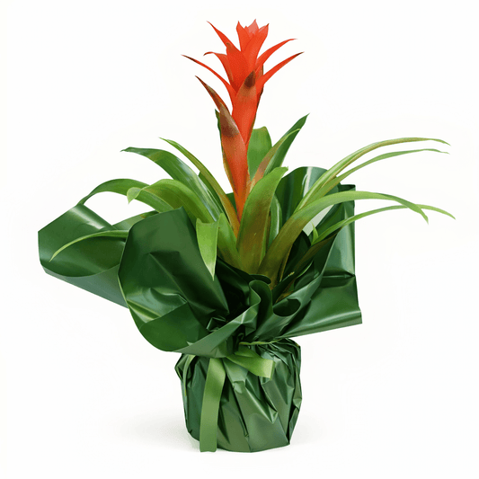 Guzmanya Saksı Çiçeği - Balıkesir Açelya Çiçekçilik