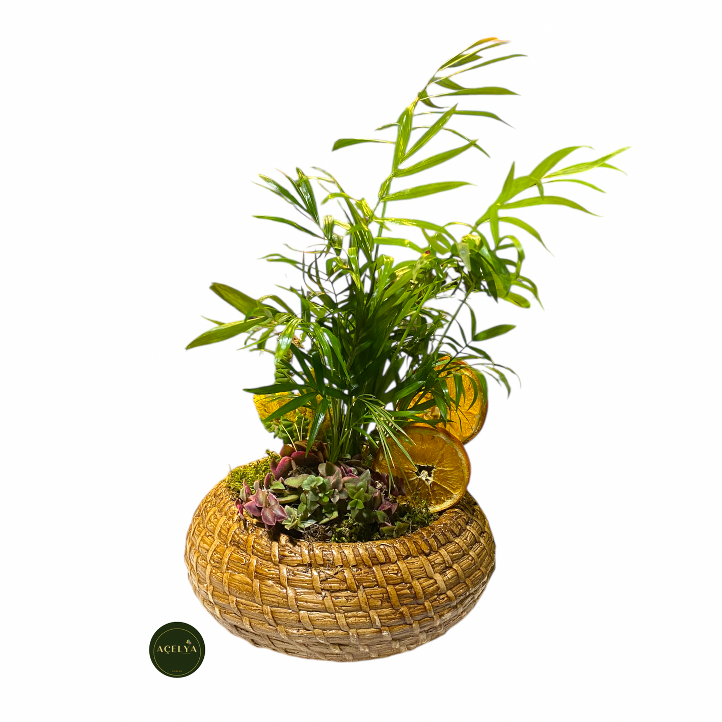 Chamadore ve Kaktüs Aranjmanı