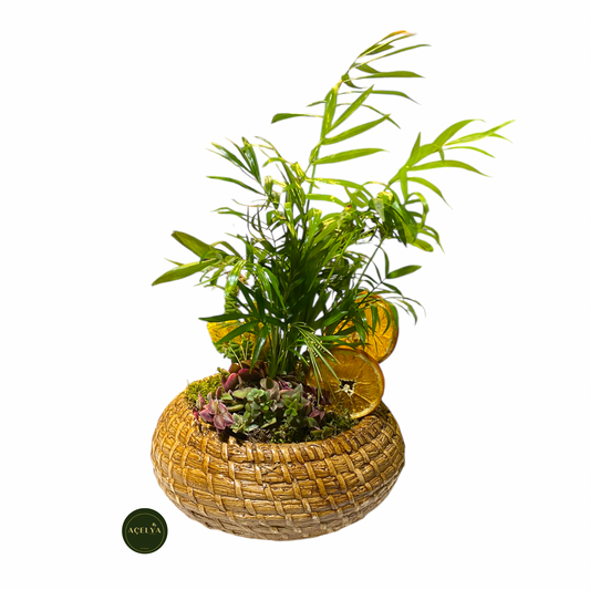 Chamadore ve Kaktüs Aranjmanı