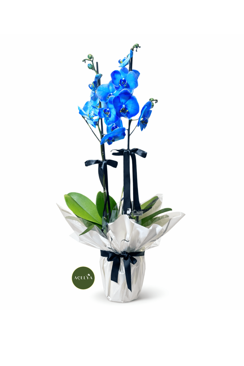 Çift Dal Mavi Orkide - Balıkesir Açelya Çiçekçilik