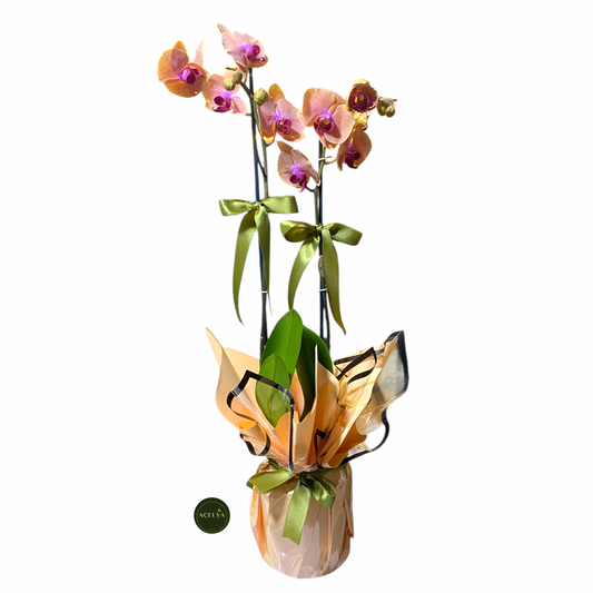 Çift Dal Yavruağzı Orkide