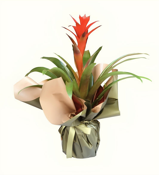 Guzmanya Saksı Çiçeği - Balıkesir Açelya Çiçekçilik