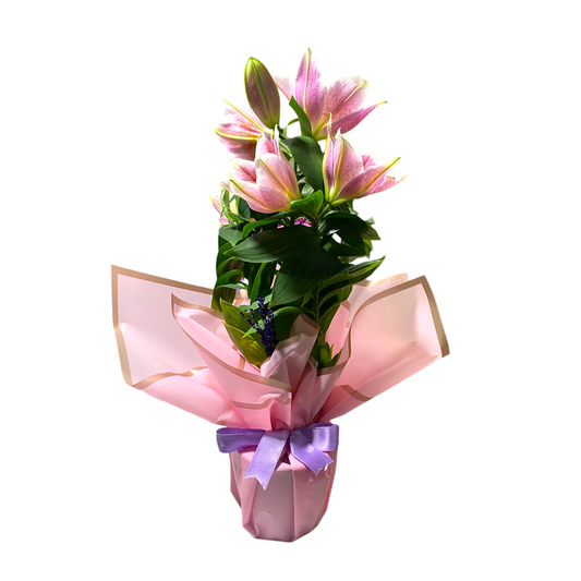 Saksıda Pembe Lilyum