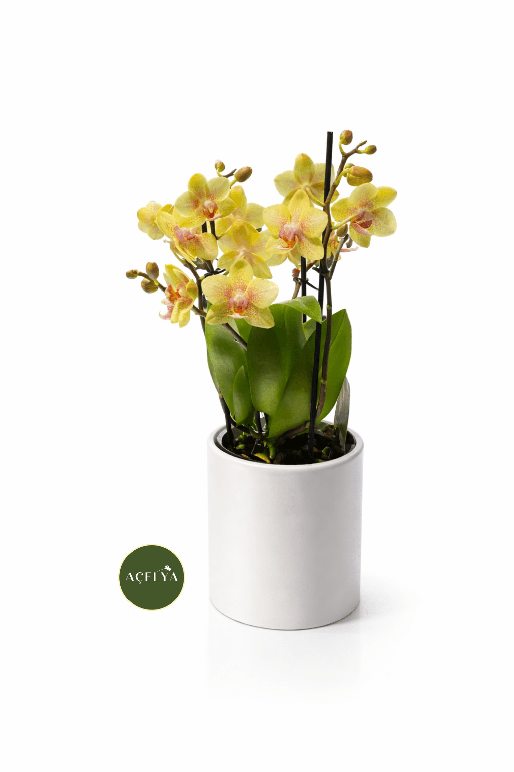 Vazoda Çift Dal Sarı Orkide - Balıkesir Açelya Çiçekçilik