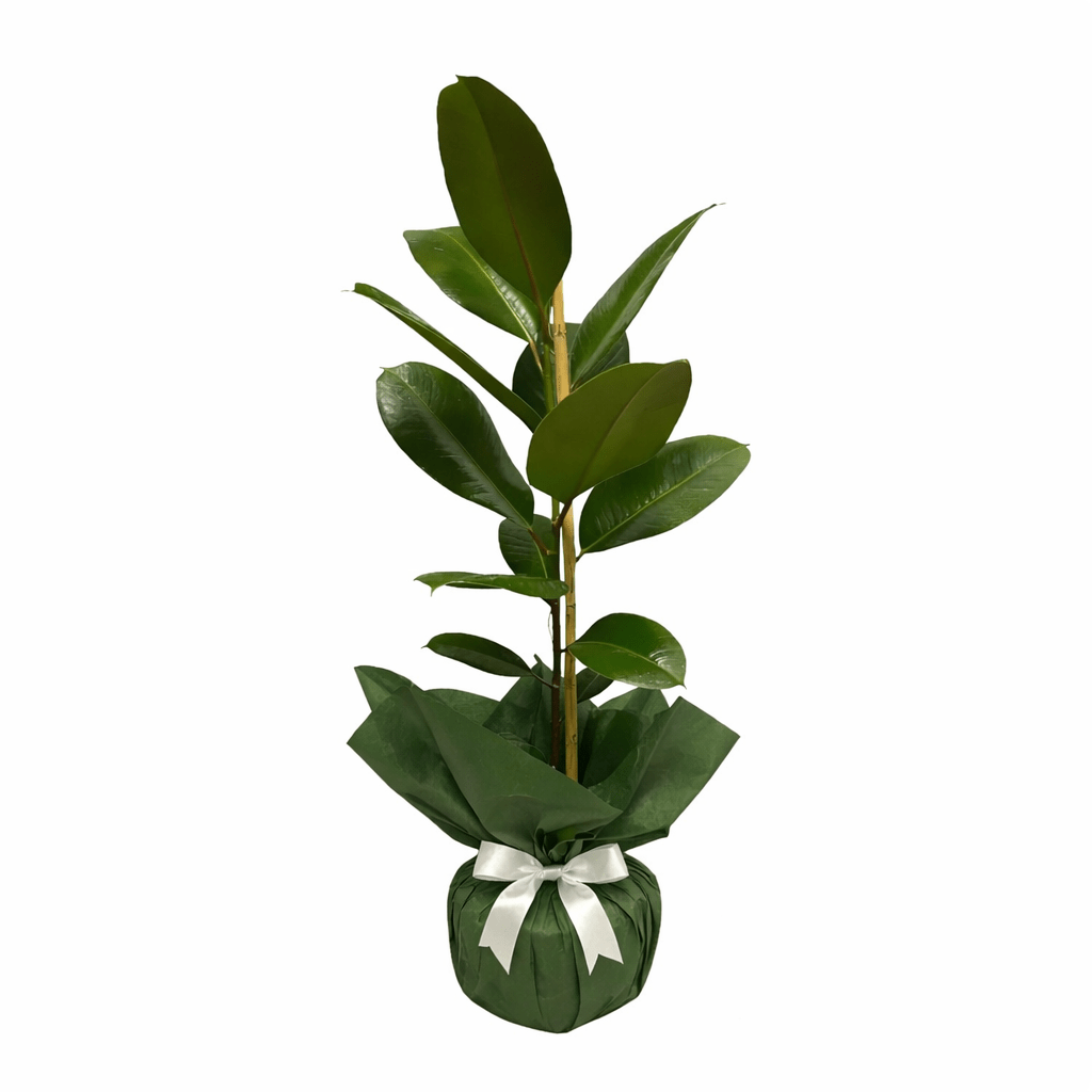Ficus Elastica - Balıkesir Açelya Çiçekçilik