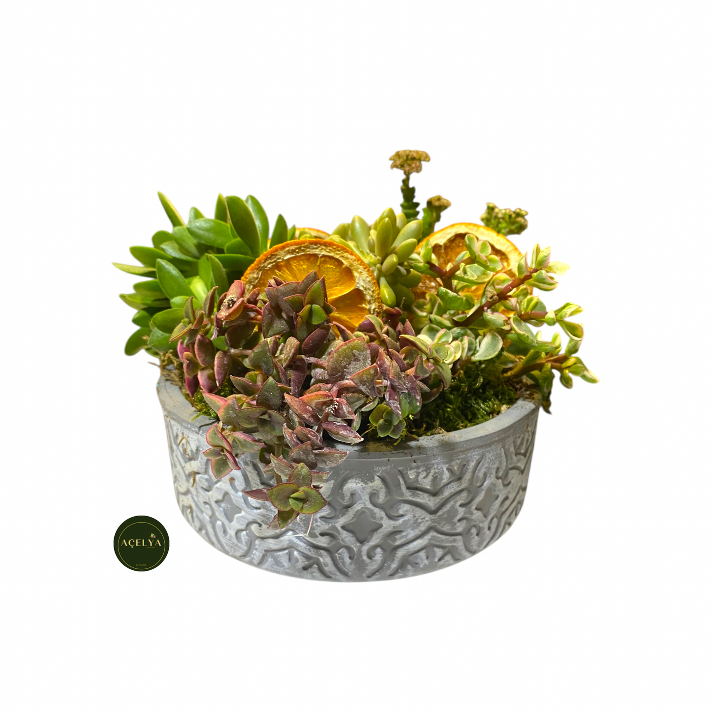 Seramik Saksıda Kaktüs Aranjmanı