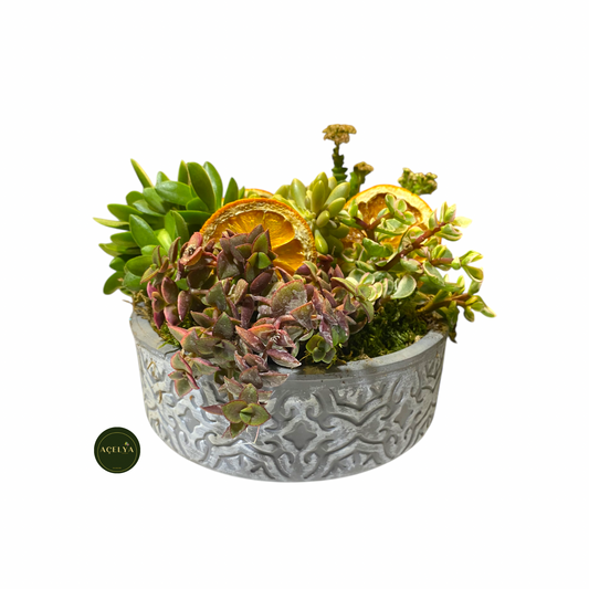 Seramik Saksıda Kaktüs Aranjmanı