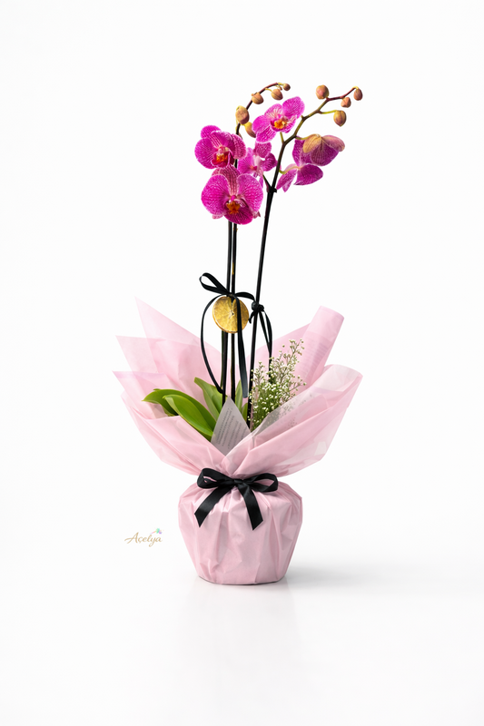 Çift Dal Mor Orkide
