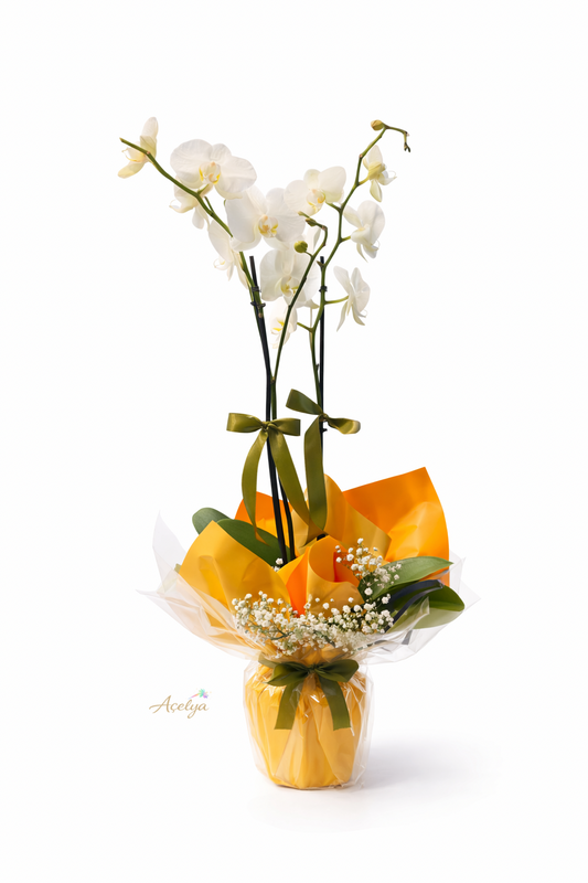 Çift Dal Beyaz Orkide