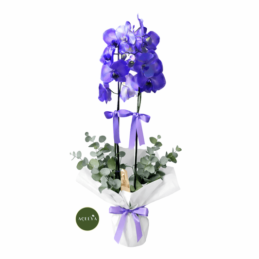 Violet - Balıkesir Açelya Çiçekçilik