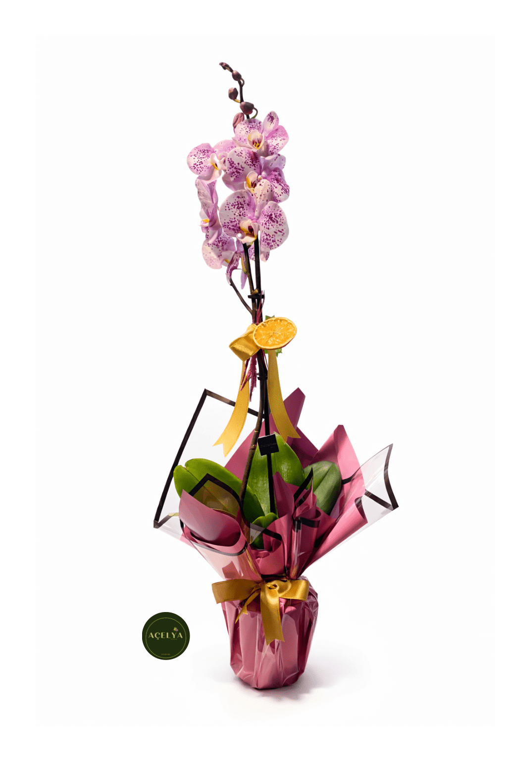 Tek Dal Mor Orkide - Balıkesir Açelya Çiçekçilik