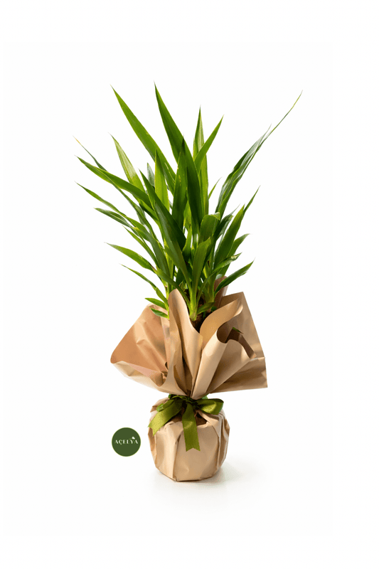 Küçük Boy Yucca - Balıkesir Açelya Çiçekçilik