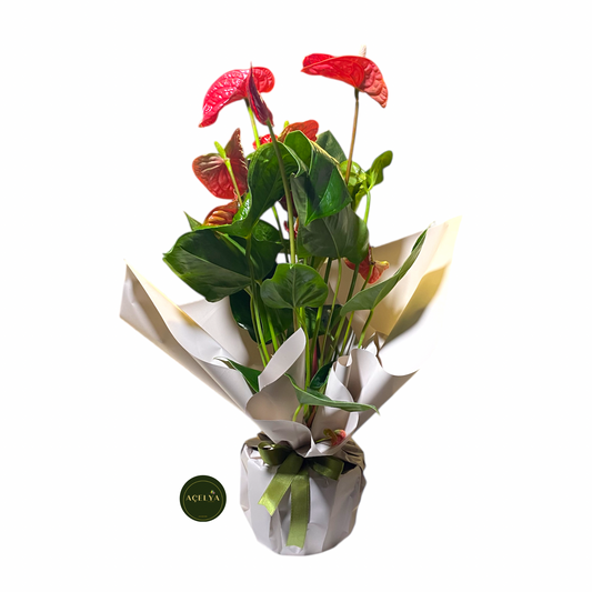 Antoryum Çiçeği (Büyük Boy)