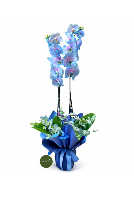 Wonder of Nature - Balıkesir Açelya Çiçekçilik