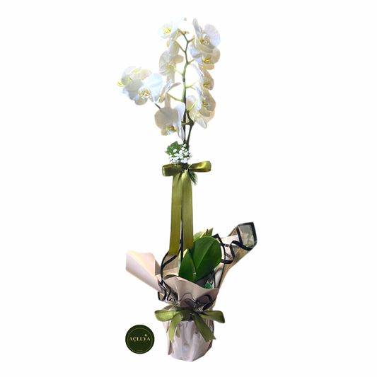 Tek Dal Beyaz Orkide