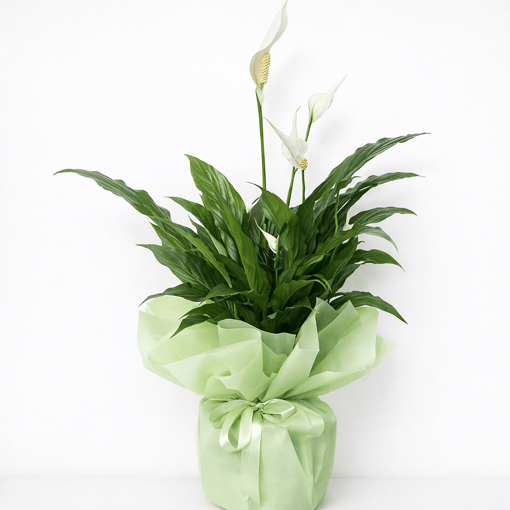 Spatifilyum Saksı Çiçeği - Balıkesir Açelya Çiçekçilik