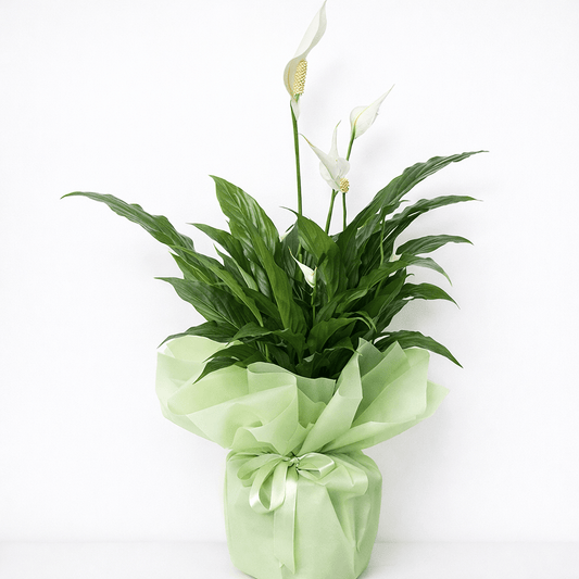 Spatifilyum Saksı Çiçeği - Balıkesir Açelya Çiçekçilik