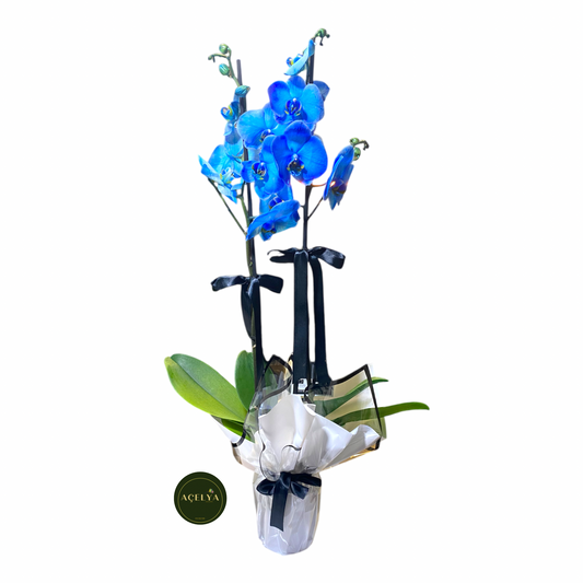 Çift Dal Mavi Orkide
