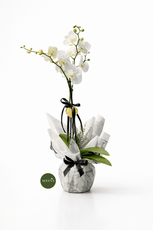 Çift Dal Beyaz Orkide - Balıkesir Açelya Çiçekçilik