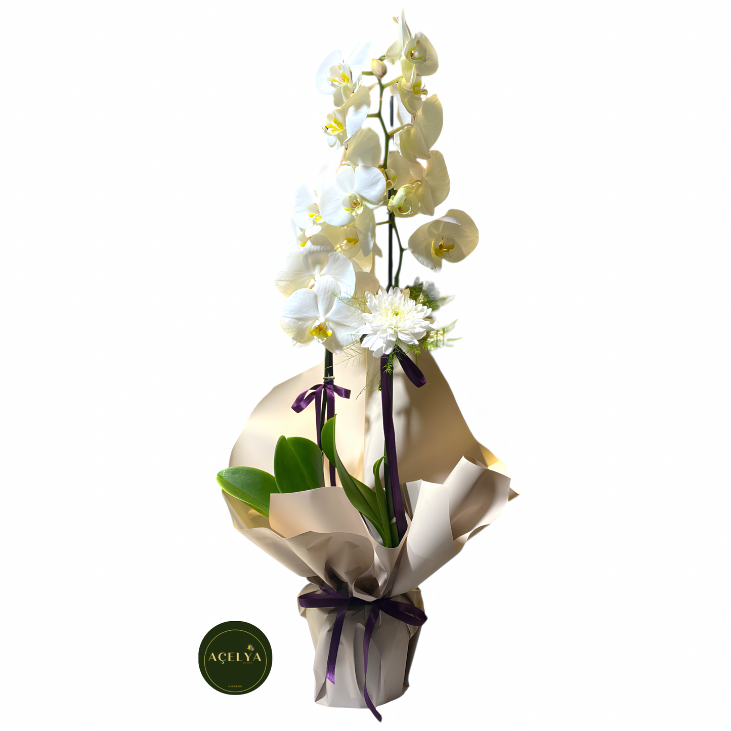 Çift Dal Beyaz Orkide