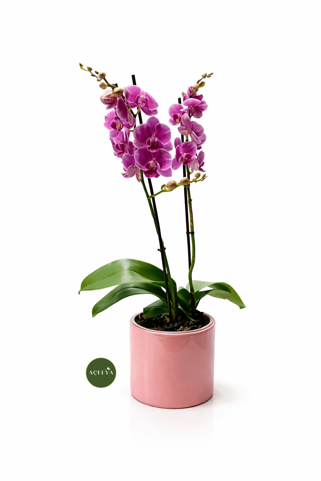 Vazoda Çift Dal Mini Orkide - Balıkesir Açelya Çiçekçilik