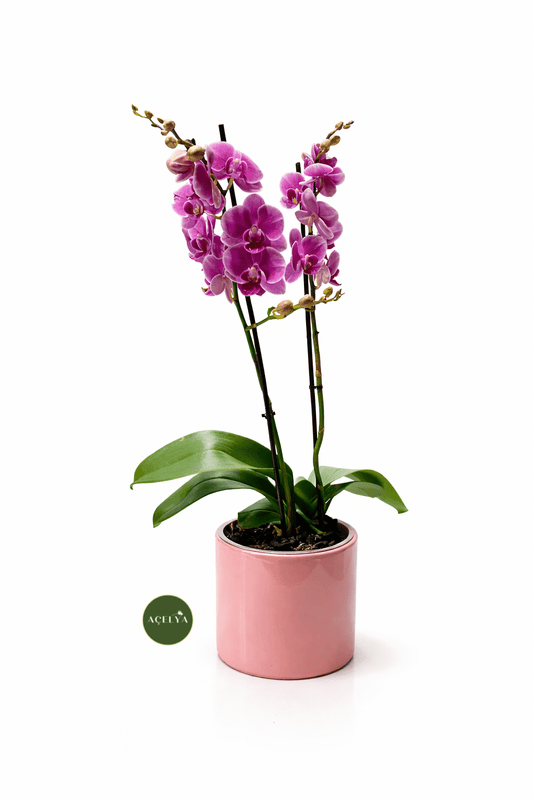 Vazoda Çift Dal Mini Orkide - Balıkesir Açelya Çiçekçilik