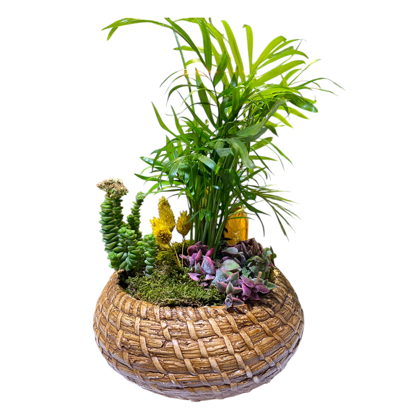 Chamadore ve Kaktüs Aranjmanı