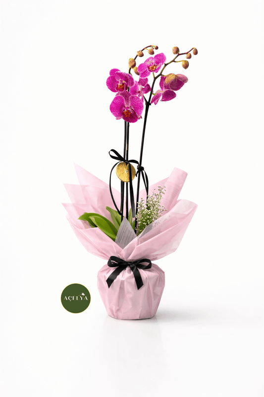 Çift Dal Mor Orkide - Balıkesir Açelya Çiçekçilik