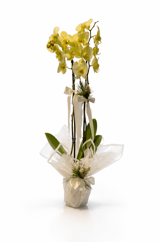 Çift Dal Sarı Orkide - Balıkesir Açelya Çiçekçilik