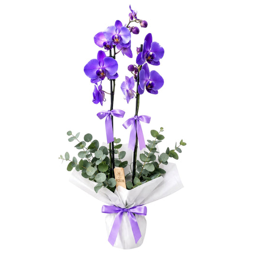 Violet