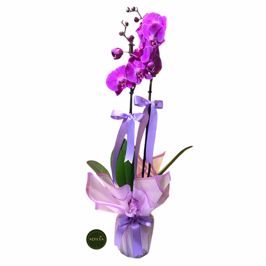 Çift Dal Mor Orkide