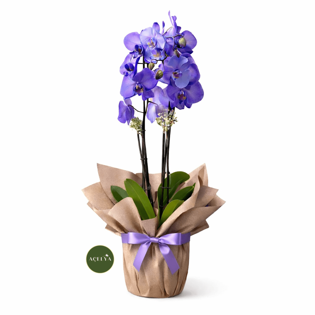 Violet - Balıkesir Açelya Çiçekçilik