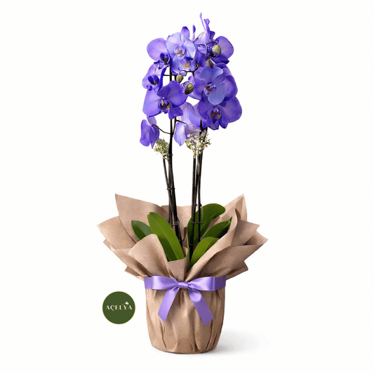 Violet - Balıkesir Açelya Çiçekçilik