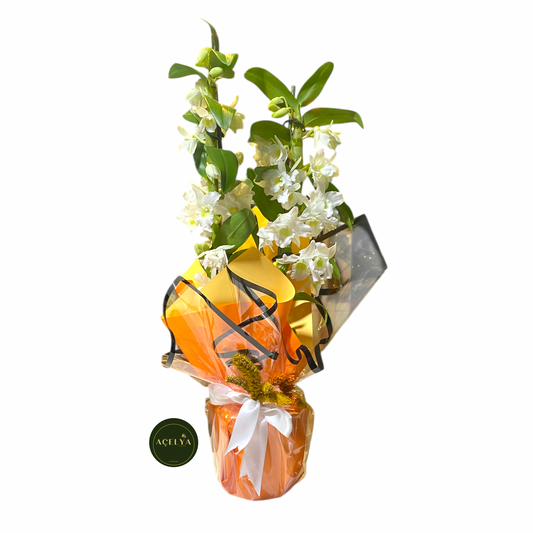 orkide ve saksı çiçekleri