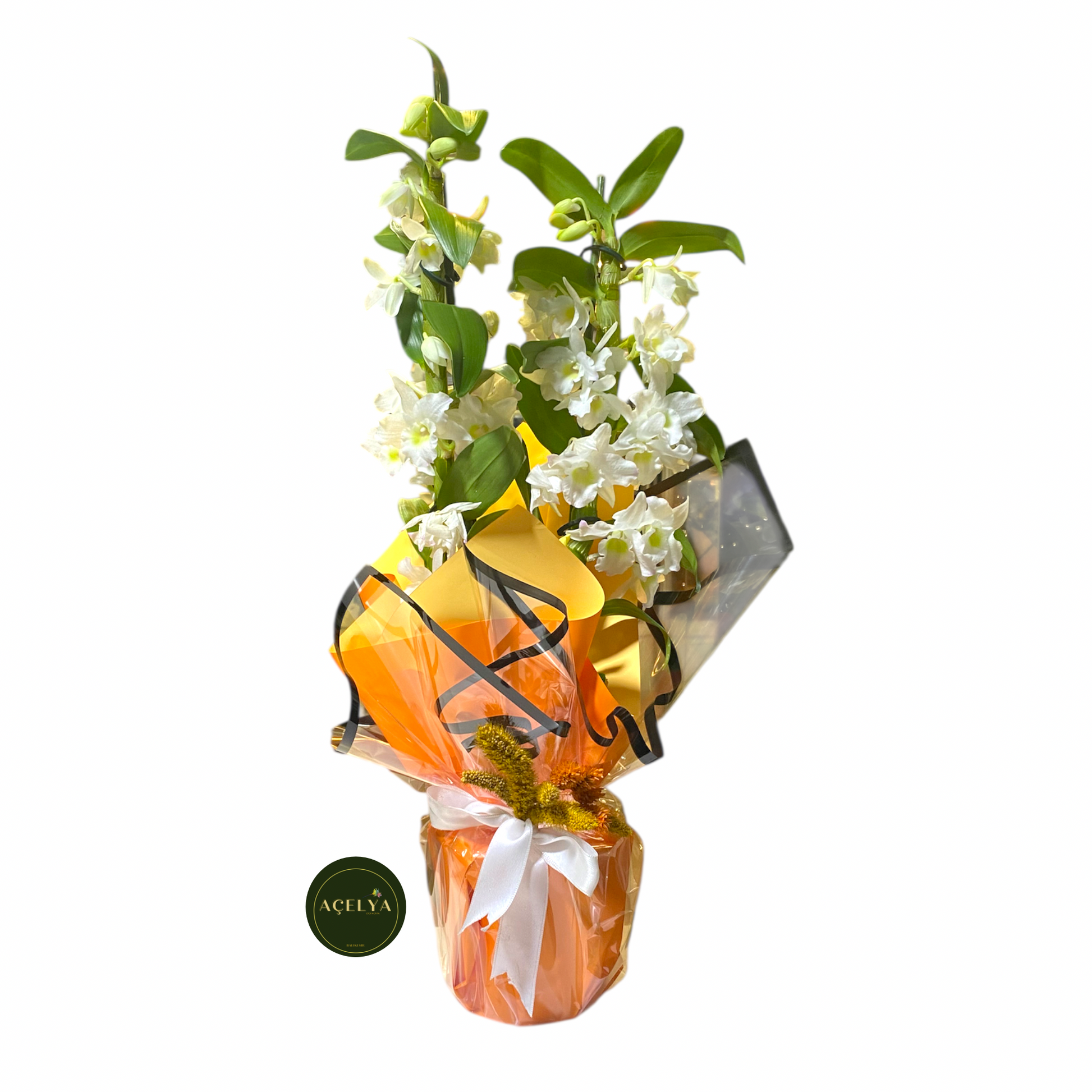 orkide ve saksı çiçekleri