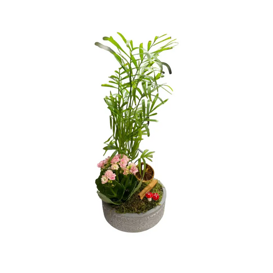 Beton Saksıda Kalanchoe ve Chamaedore