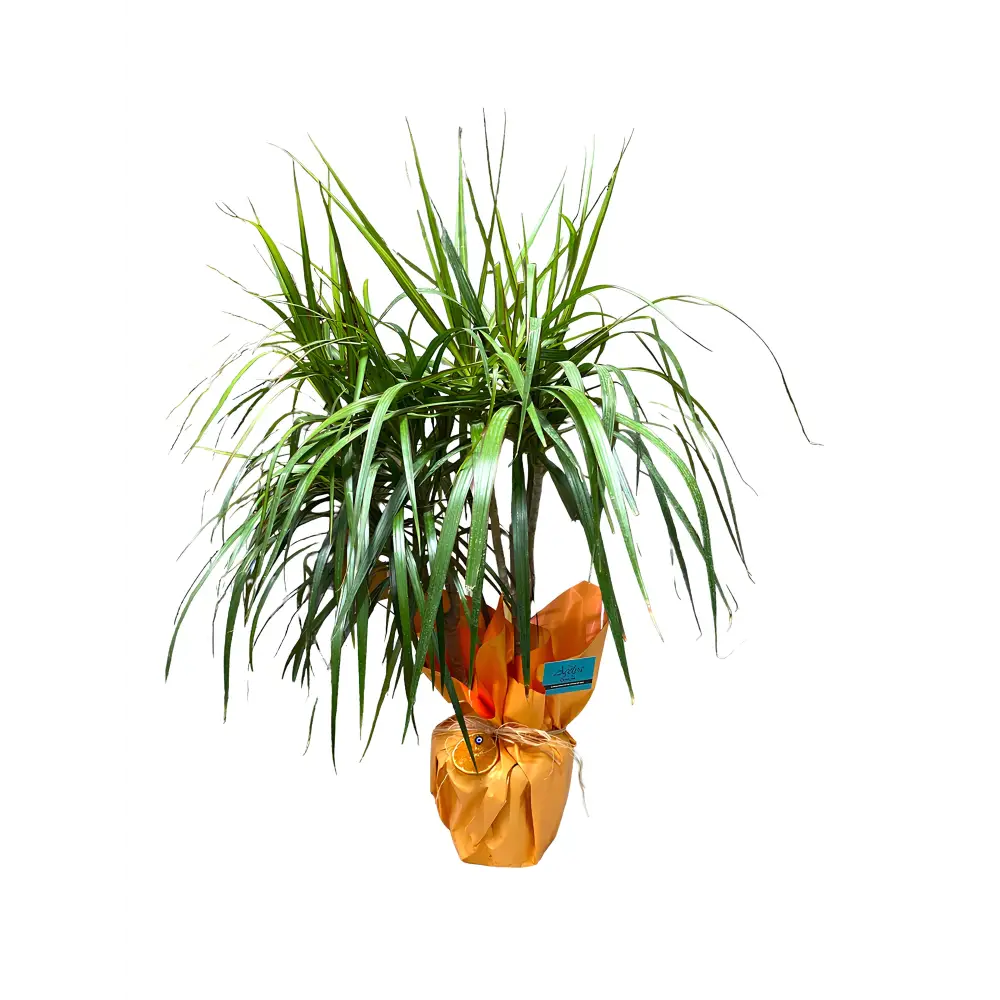 Dracena Marginata