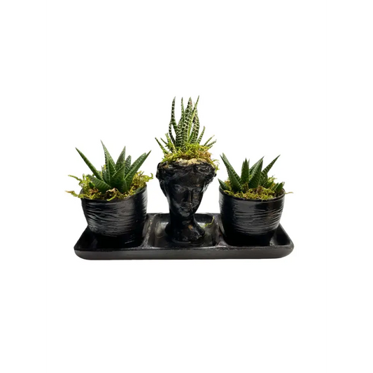 Haworthia Aranjamanı
