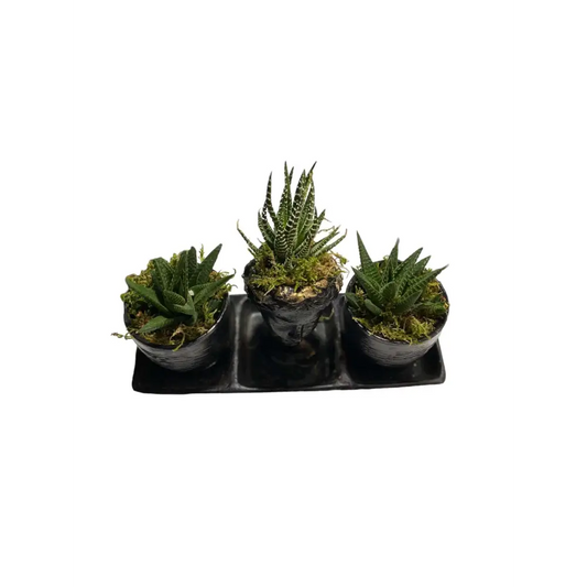 Haworthia Aranjamanı