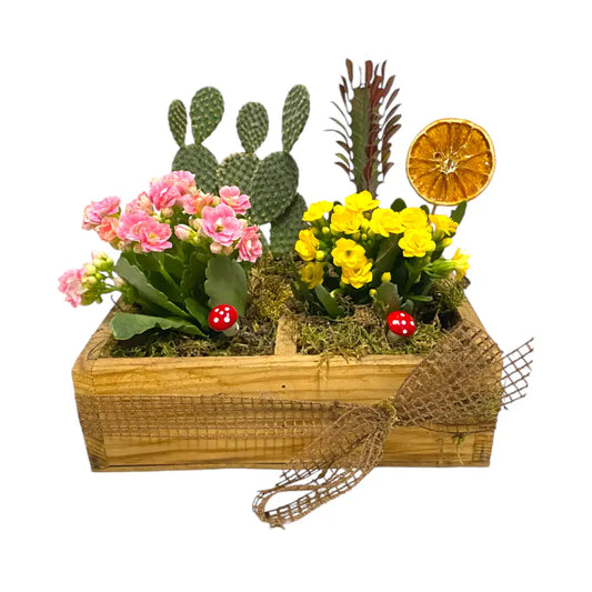 Kaktüs ve Kalanchoe Bahçesi