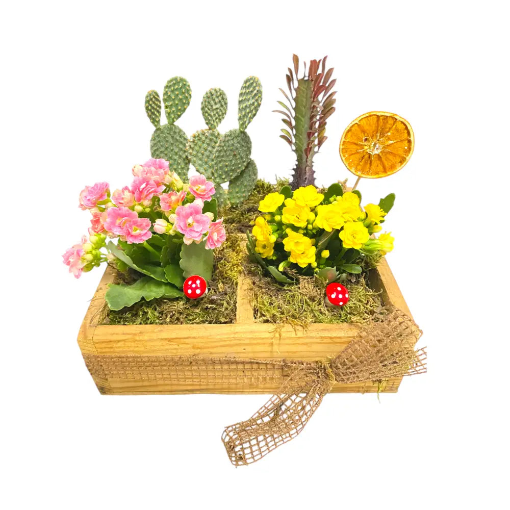 Kaktüs ve Kalanchoe Bahçesi